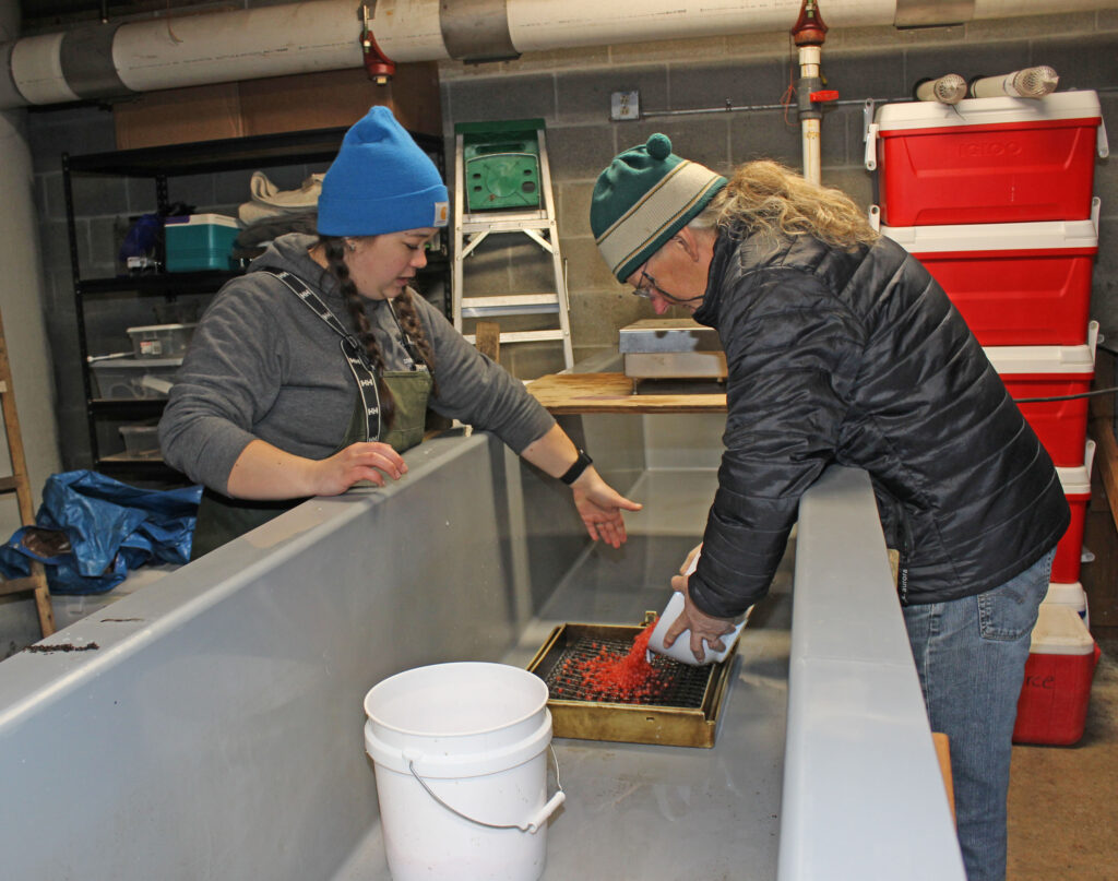 Eggs into incubation trays